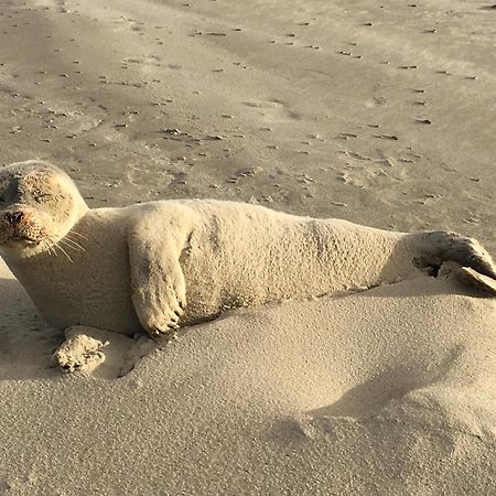 Haus Seeigel Strandflieder Norderney Eksteriør billede
